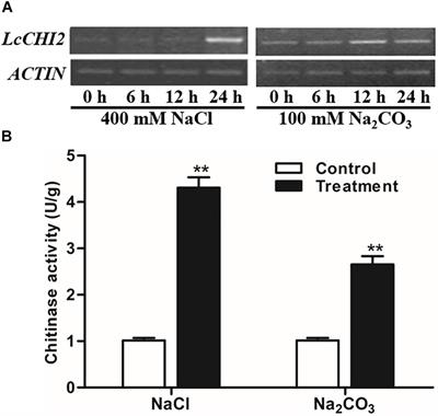 A Na2CO3-Responsive Chitinase Gene From Leymus chinensis Improve Pathogen Resistance and Saline-Alkali Stress Tolerance in Transgenic Tobacco and Maize